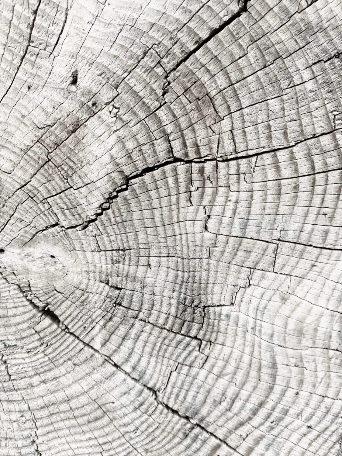 Baum von Trauerrednerin Alexandra Kreller